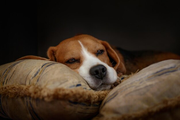 Photo close-up portrait of a dog resting