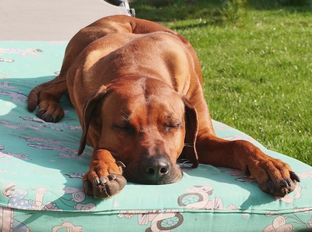 Photo close-up portrait of a dog resting