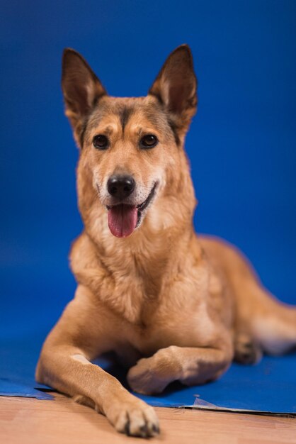 Close-up portrait of dog sitting against blue wall