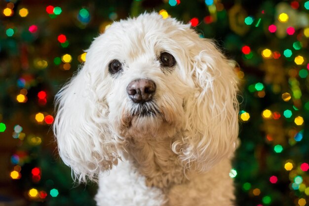 クリスマスに照らされたライトに照らされて座っている犬のクローズアップ肖像画