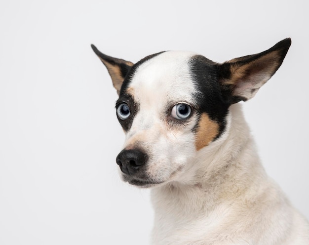 白い背景に座っている犬のクローズアップ肖像画