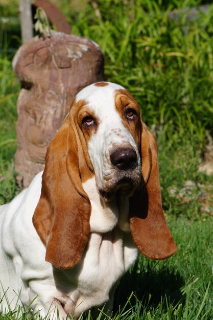 Photo close-up portrait of dog sitting on field