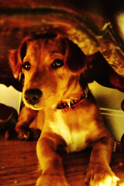 Photo close-up portrait of dog sitting at home