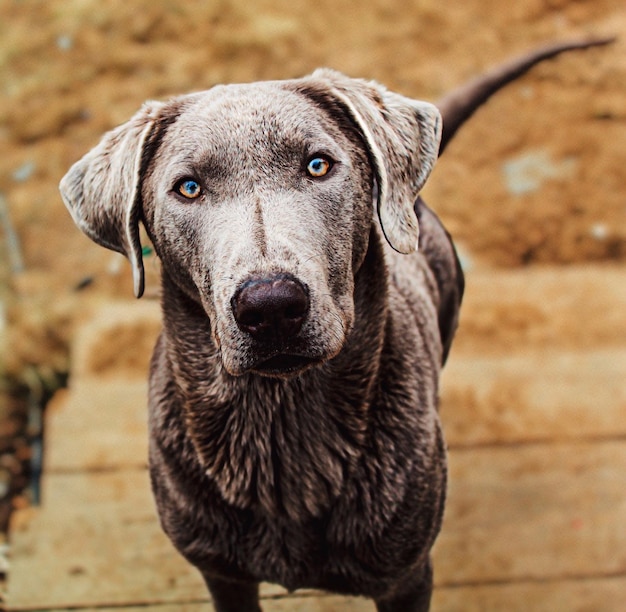 Foto ritratto ravvicinato di un cane seduto all'aperto