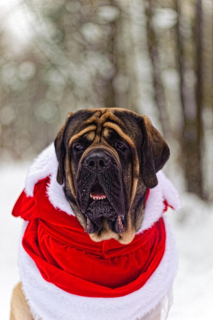 Foto ritratto da vicino di un cane sulla neve