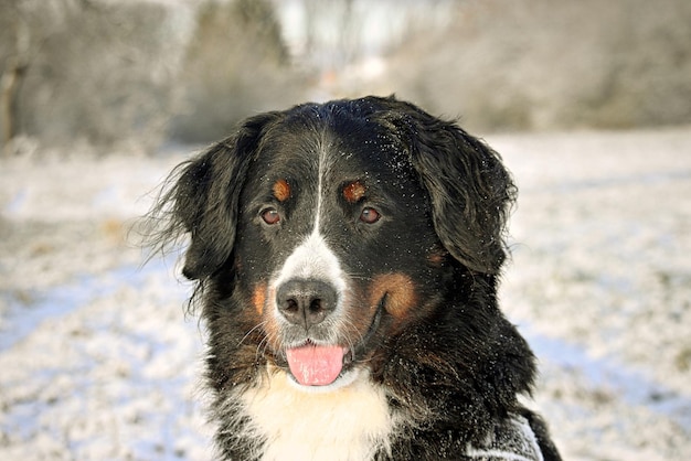 降雪中の犬のクローズアップポートレート