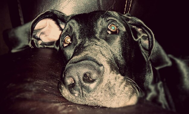 Photo close-up portrait of dog on sofa