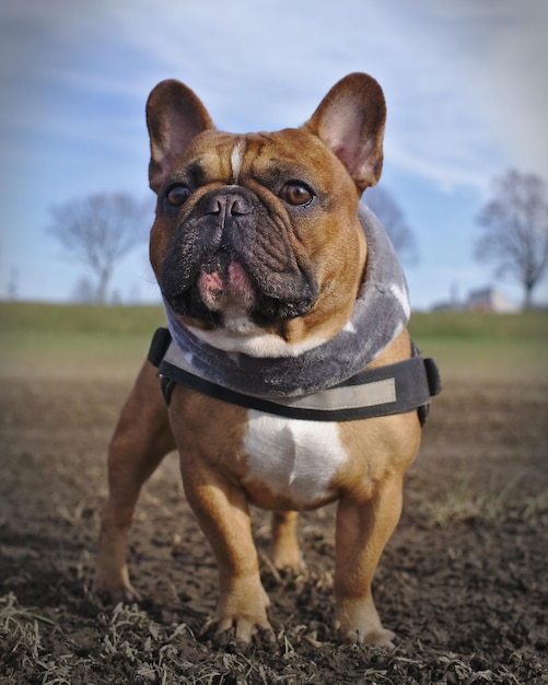 空の向こうのフィールドに立っている犬のクローズアップ肖像画