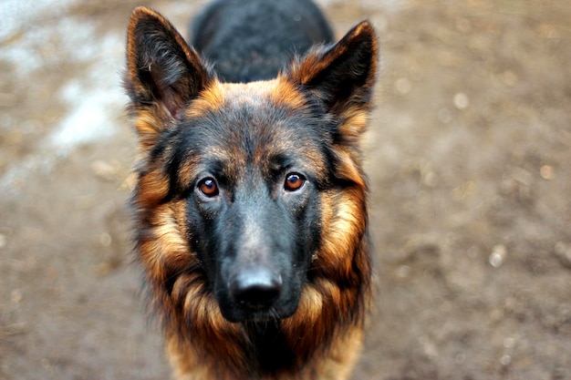 フィールドに立っている犬のクローズアップ肖像画