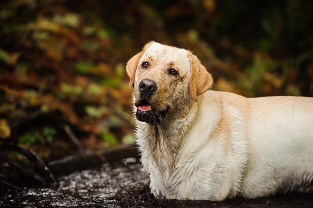 湖に立っている犬のクローズアップ肖像画