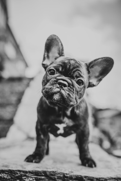 Foto ritratto da vicino di un cane in piedi all'aperto