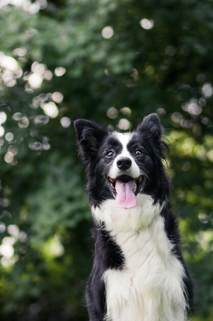 外で舌を伸ばしている犬のクローズアップ肖像画