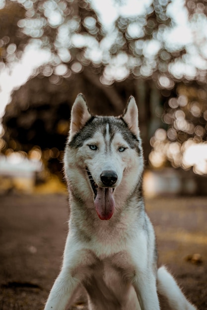 外で舌を伸ばしている犬のクローズアップ肖像画