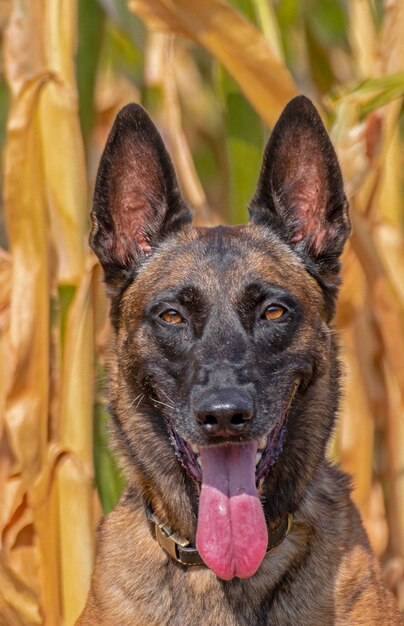 Close-up portrait of dog sticking out tongue outdoors