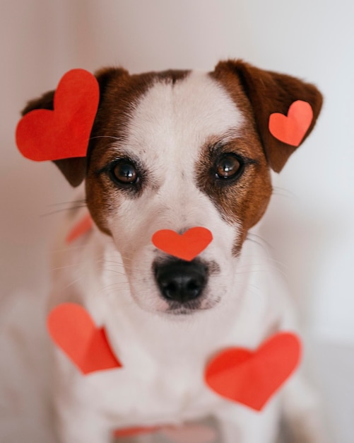 Foto ritratto da vicino di un cane che tira fuori la lingua