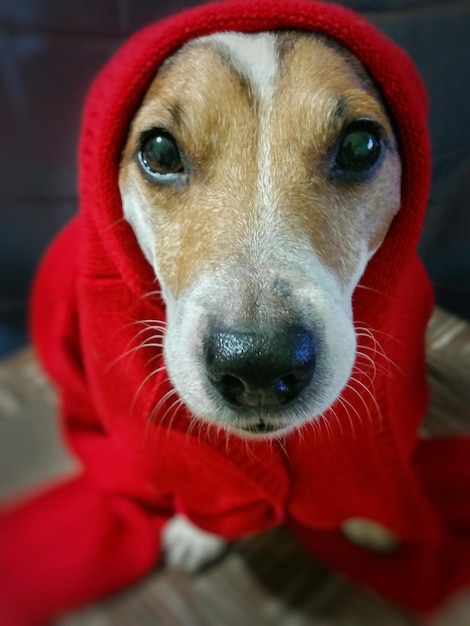 Photo close-up portrait of dog in warm clothing