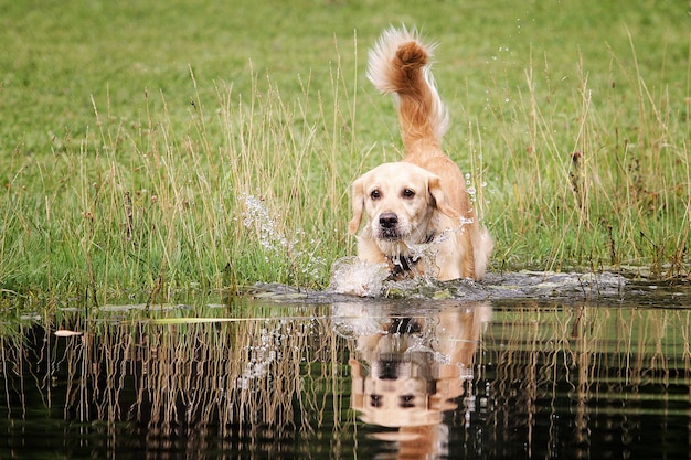 Foto ritratto ravvicinato di un cane in acqua