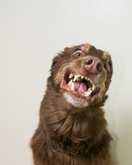 Photo close-up portrait of a dog over white background