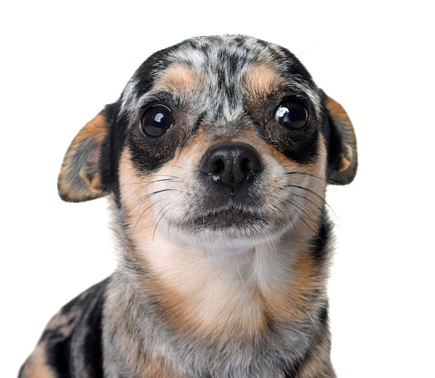 Close-up portrait of dog over white background