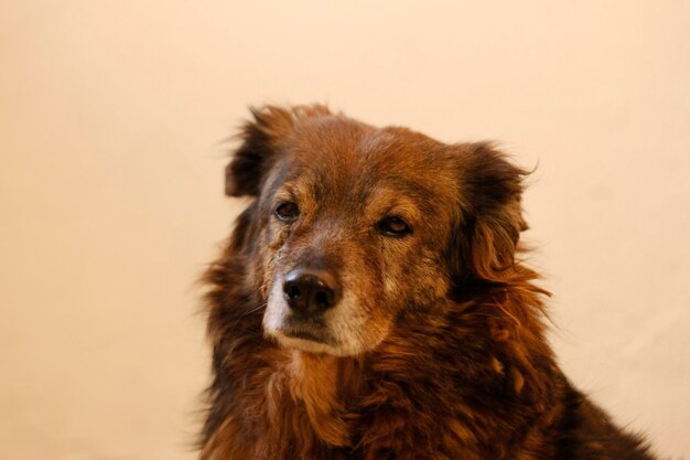 Close-up portrait of a dog over white background