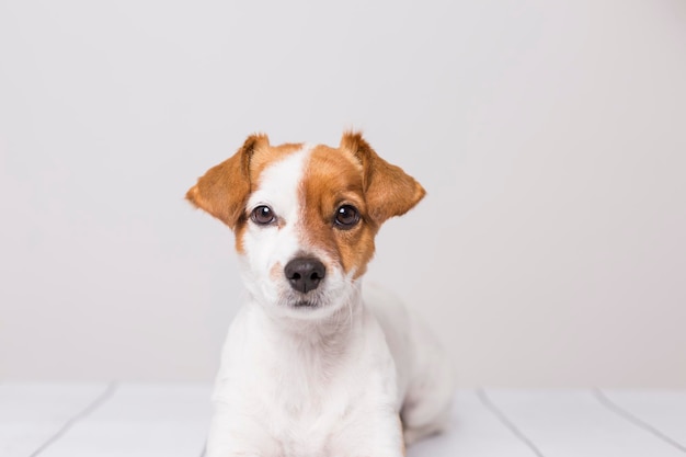 Close-up portrait of a dog over white background