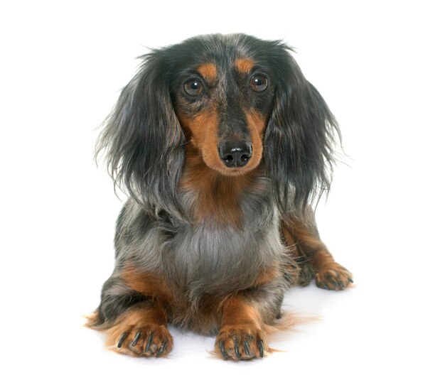 Photo close-up portrait of a dog over white background