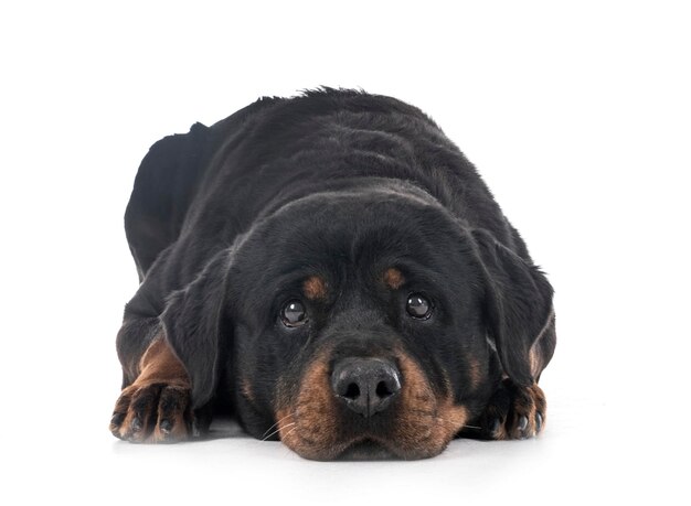 Photo close-up portrait of a dog over white background