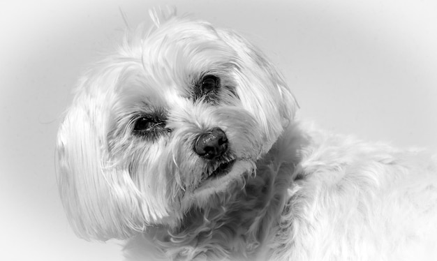 Photo close-up portrait of a dog over white background