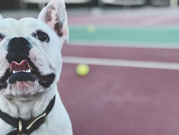 Foto ritratto ravvicinato di un cane con una palla