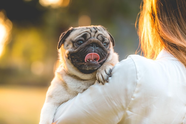 外でカメラを搭載した犬のクローズアップポートレート