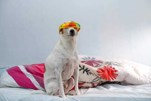 Close up portrait of dog with sunglasses