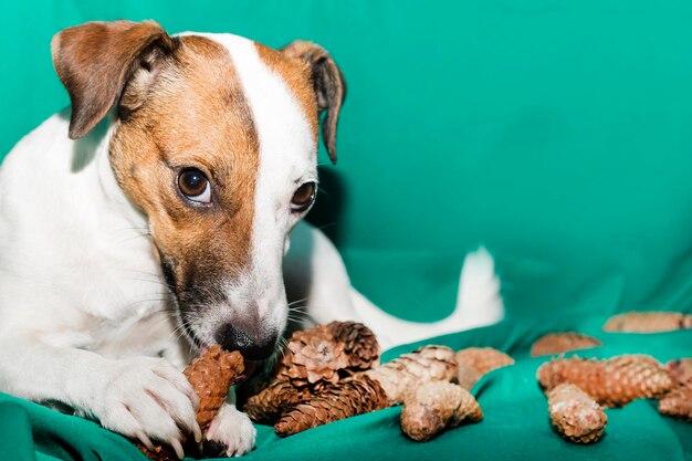 Foto ritratto ravvicinato di un cane con un giocattolo