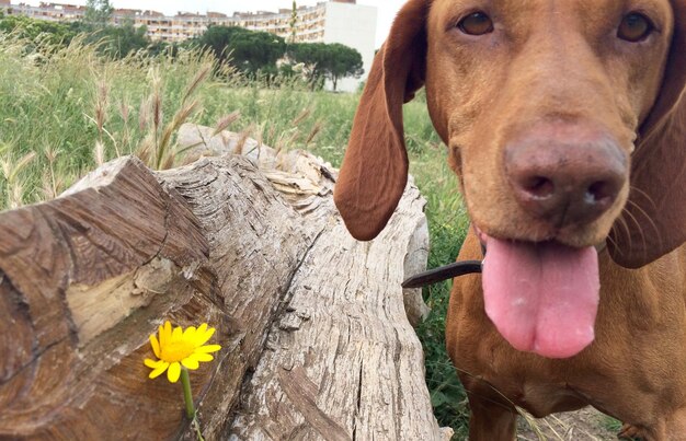 Foto ritratto di un cane da vicino