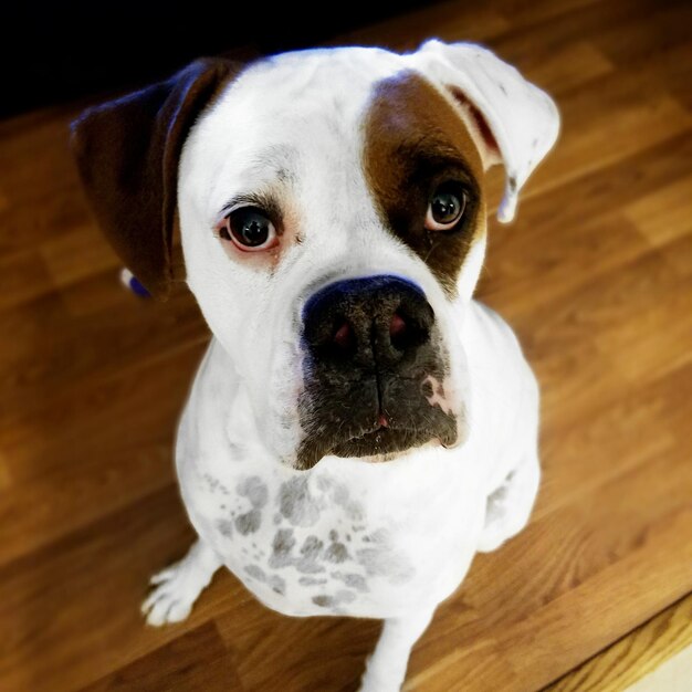 Close-up portrait of dog