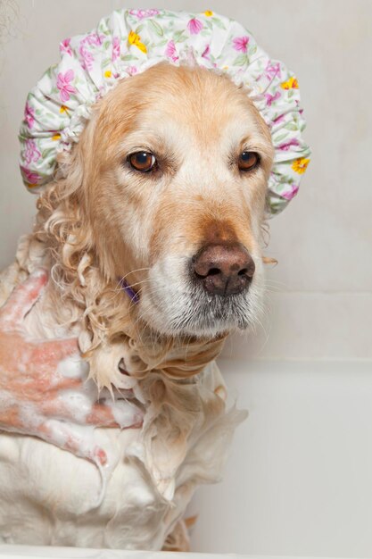 Foto ritratto di un cane in primo piano