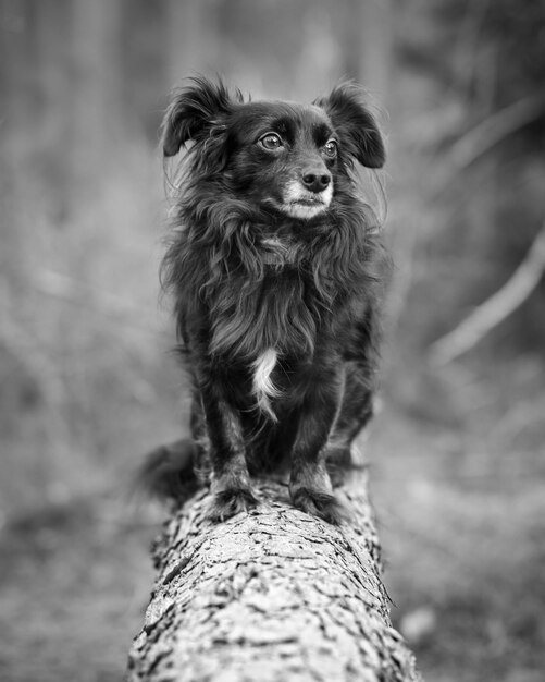 Foto ritratto di un cane in primo piano