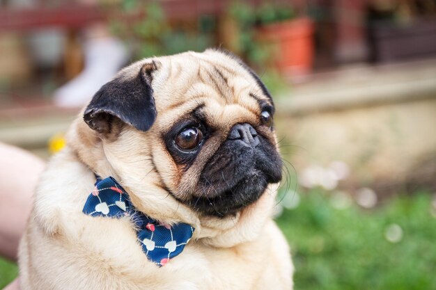 Foto ritratto di un cane da vicino