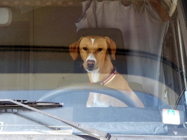 Foto ritratto di un cane da vicino