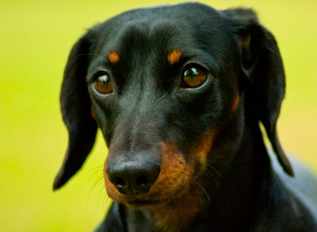 Foto ritratto di un cane in primo piano