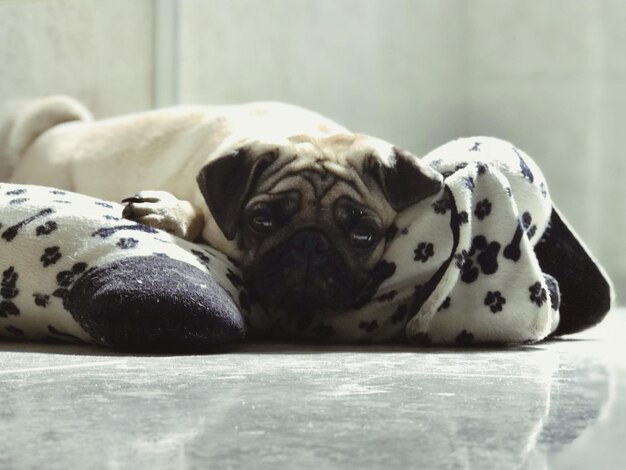 Foto ritratto di un cane da vicino