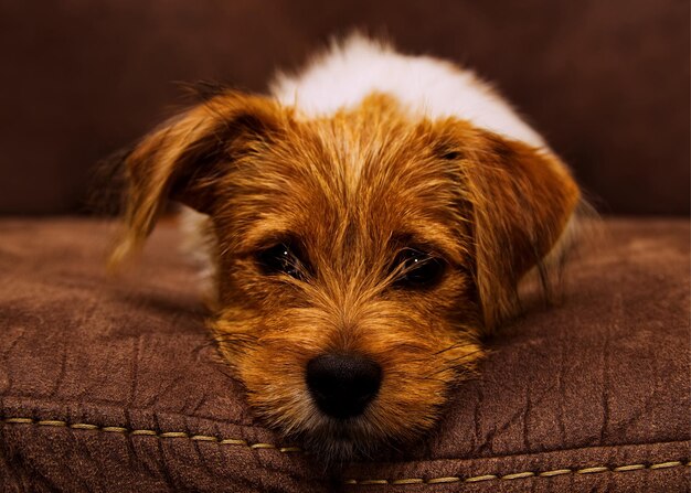 Close-up portrait of a dog