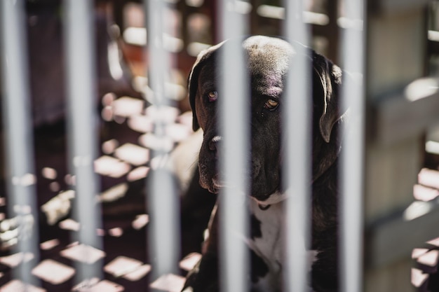 Foto ritratto di un cane da vicino