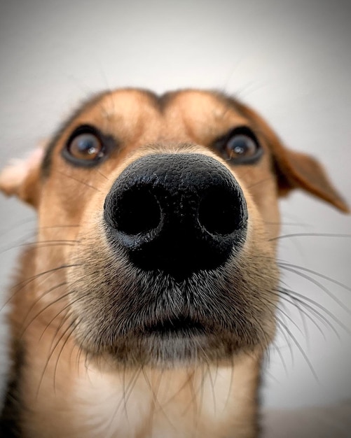 Foto ritratto di un cane da vicino