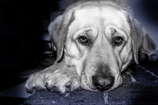 Close-up portrait of dog