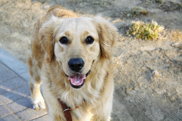 Photo close-up portrait of dog