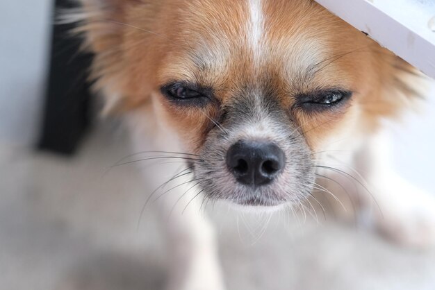 Close-up portrait of dog