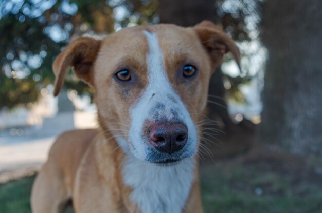 Foto ritratto di un cane da vicino