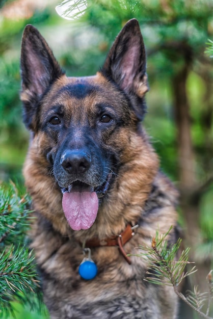 Close-up portrait of a dog