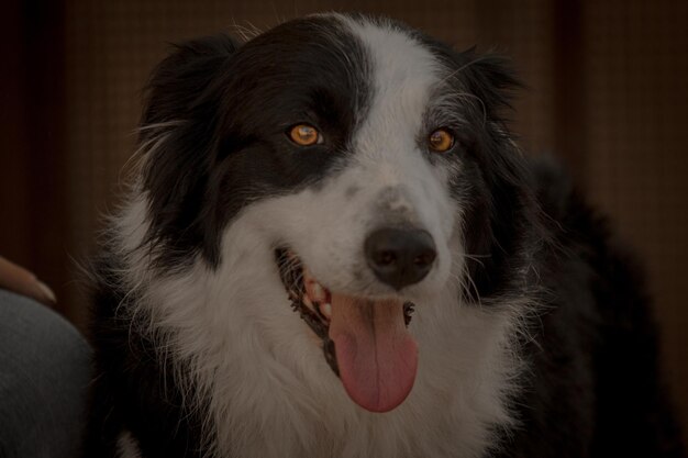 Close-up portrait of dog