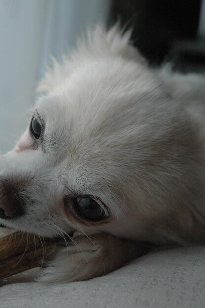 Close-up portrait of a dog